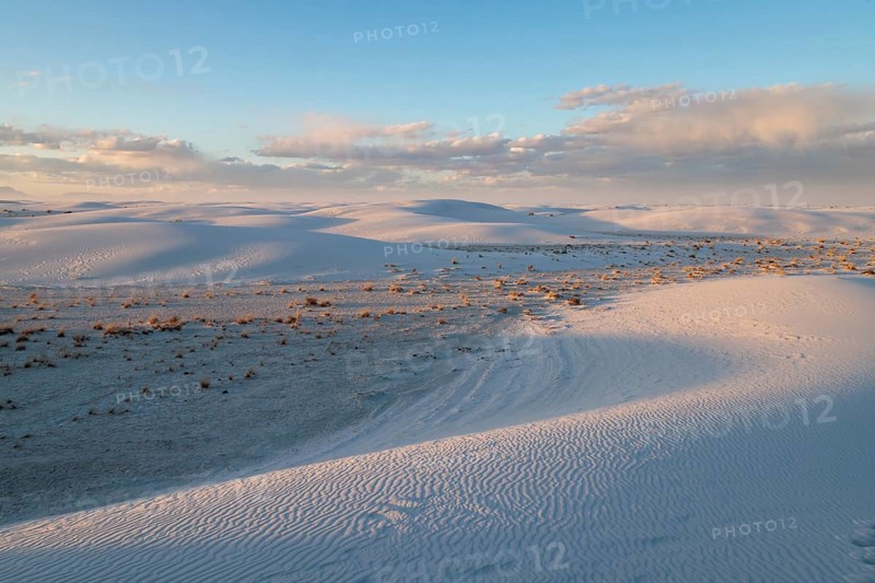 Desert grasses in flatter areas of the White Sands National Park in Alamogordo, New Mexico, USA, North America