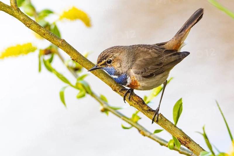 Bluethroat (Luscinia svecica cyanecula) ml Germany