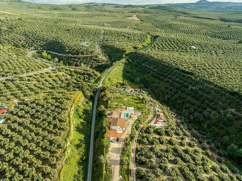 Fields of olive trees, trees planted in rows, aerial view, near village Cabra, Andalusia, Spain, Europe
