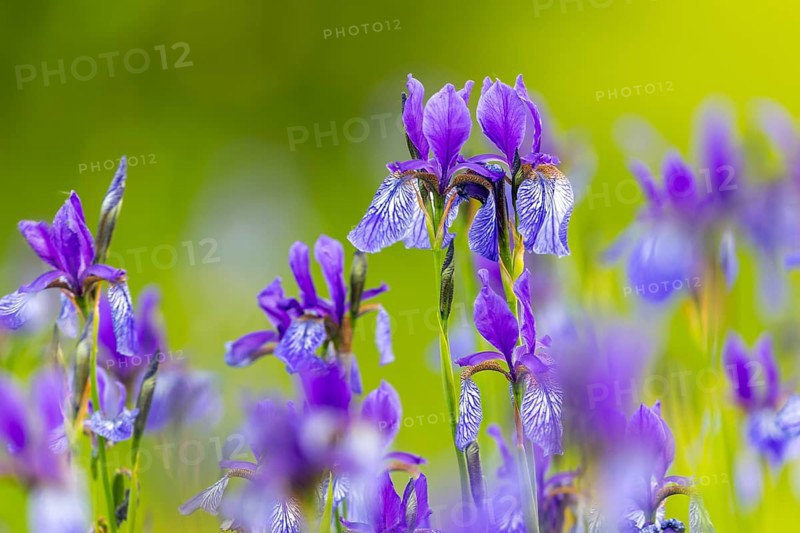 Siberian iris (Iris sibirica), Iris family (Iridaceae), Eriskircher Ried, Baden-Württemberg, Baden-Württemberg, Germany, Europe