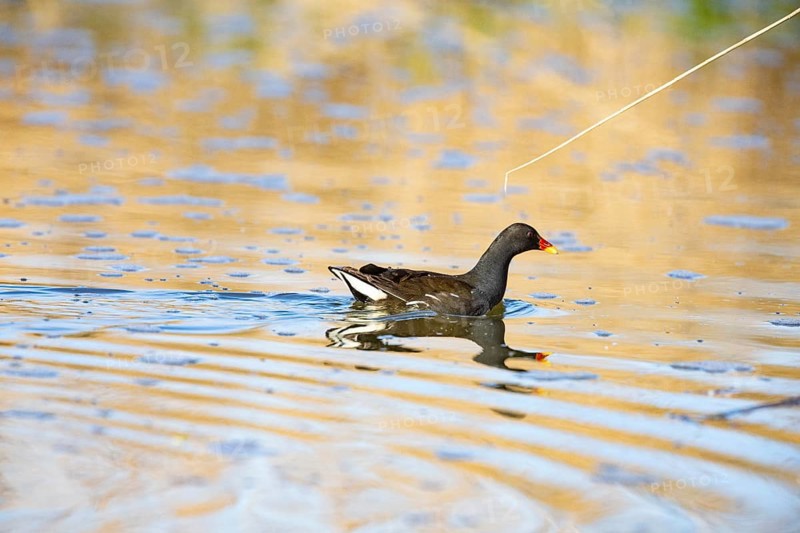 Moorhen (Gallinula chloropus) ml Germany