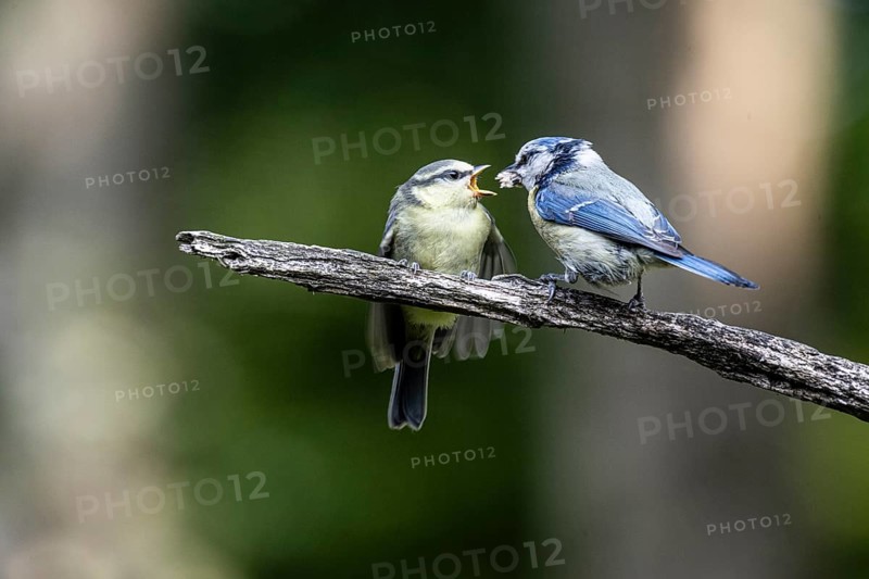Blue tits (Parus caerulea), feeding young animals, Emsland, Lower Saxony, Germany, Europe