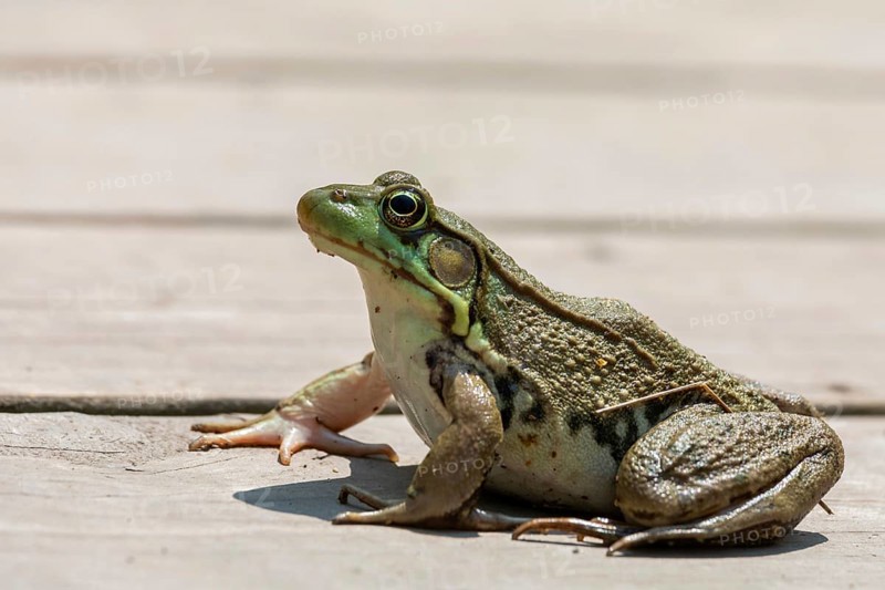 Detroit, Michigan - An American bullfrog (Lithobates catesbeianus) on a boardwalk in Belle Isle State Park