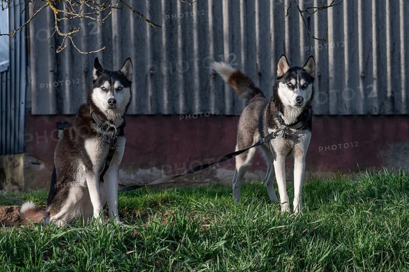 Dogs, two Siberian Huskies (Canis lupus familiaris) in front of a barn on a farm, Bavaria, Germany, Europe