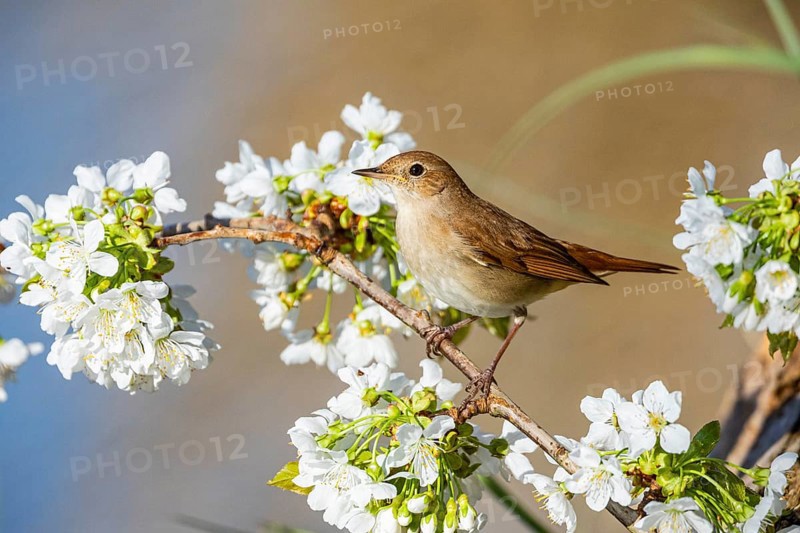 Nightingale (Luscinia megarhynchos) Germany