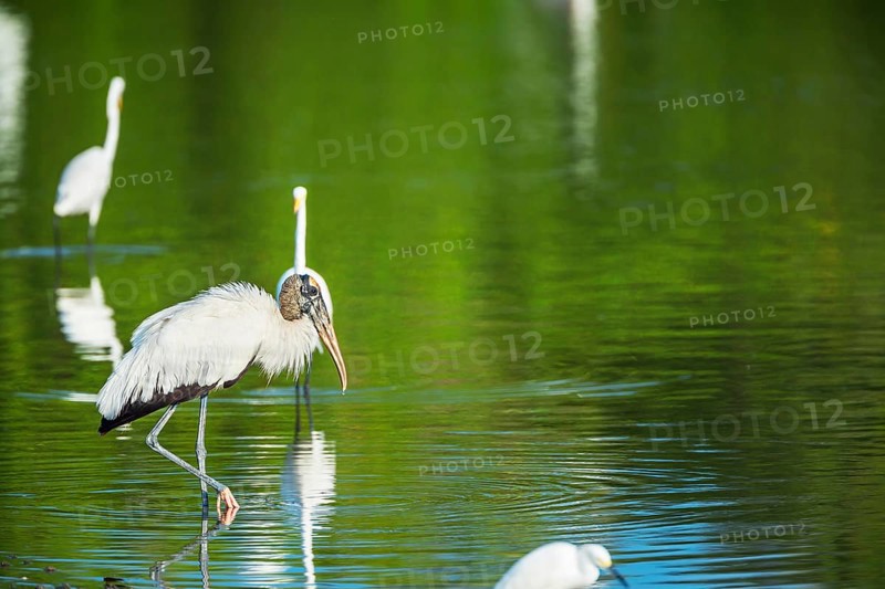 Great white egrets (Ardea alba) and Wood Stork (Mycteria Americana) fishing, Sanibel Island, J.N. Ding Darling National Wildlife Refuge, Florida, USA, North America