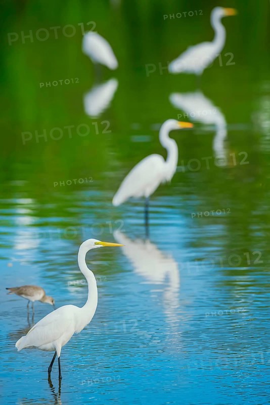 Great white egrets (Ardea alba) looking for food in a pond, Sanibel Island, J.N. Ding Darling National Wildlife Refuge, Florida, USA, North America
