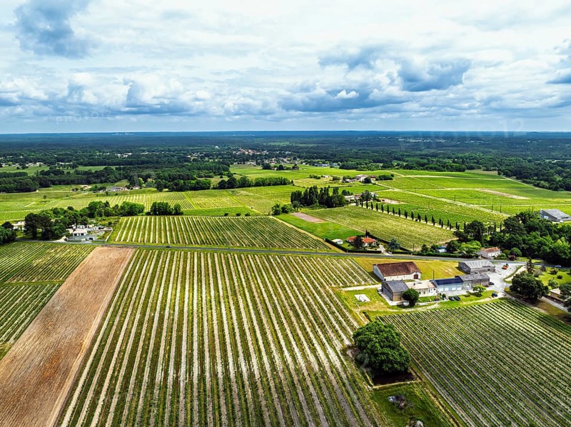Vineyards and grape fields around Bordeaux from a drone, Saint-Mariens, Gironde, Nouvelle-Aquitaine, France, Europe