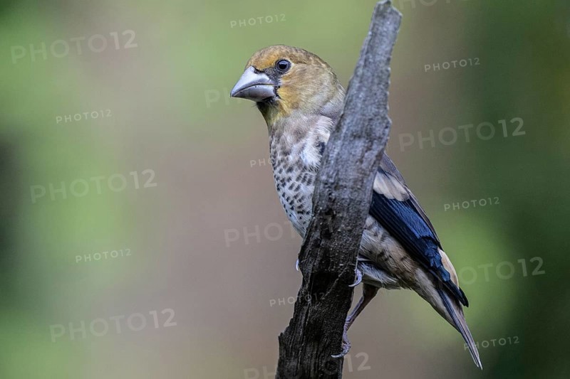 Hawfinch (Coccothraustes coccothrauste, juvenile, Emsland, Lower Saxony, Germany, Europe