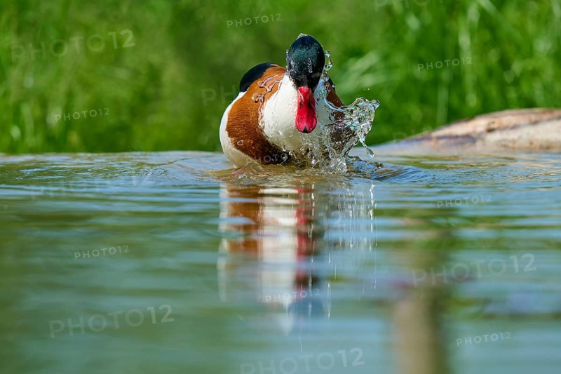 Shelduck (Tadorna tadorna), splashing water, France, Europe