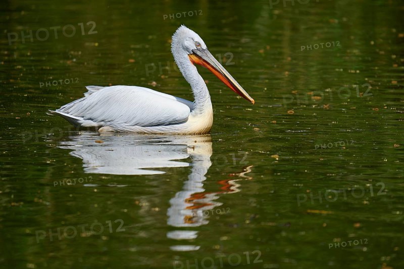 Dalmatian pelican (Pelecanus crispus), swimming leisurely on a still water, reflected in the calm water, France, Europe