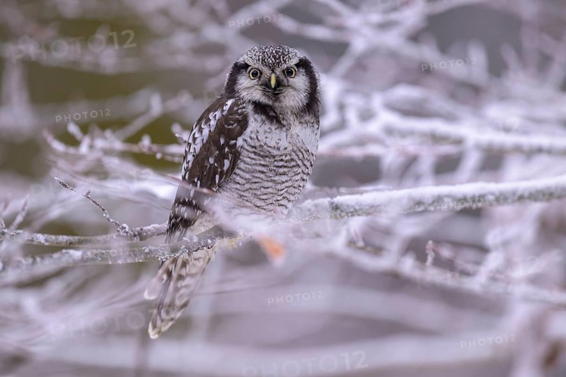 Barred owl (Surnia ulula), sitting on a beech branch covered with hoarfrost, winter visitor, biosphere reserve, Swabian Alb, Baden-Württemberg, Germany, Europe