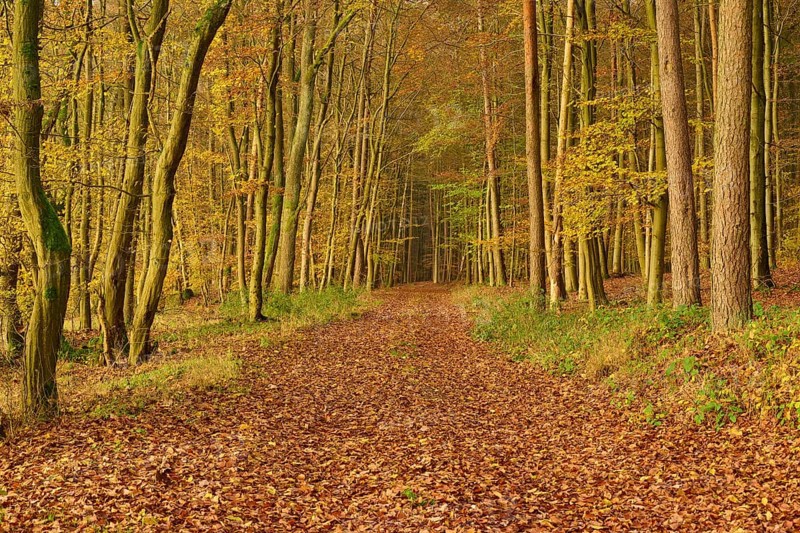 A forest path covered with colourful autumn leaves, flanked by tall trees, Hornbach, Walldürn, Odenwald, Neckar-Odenwald district, Baden-Württemberg, Germany, Europe