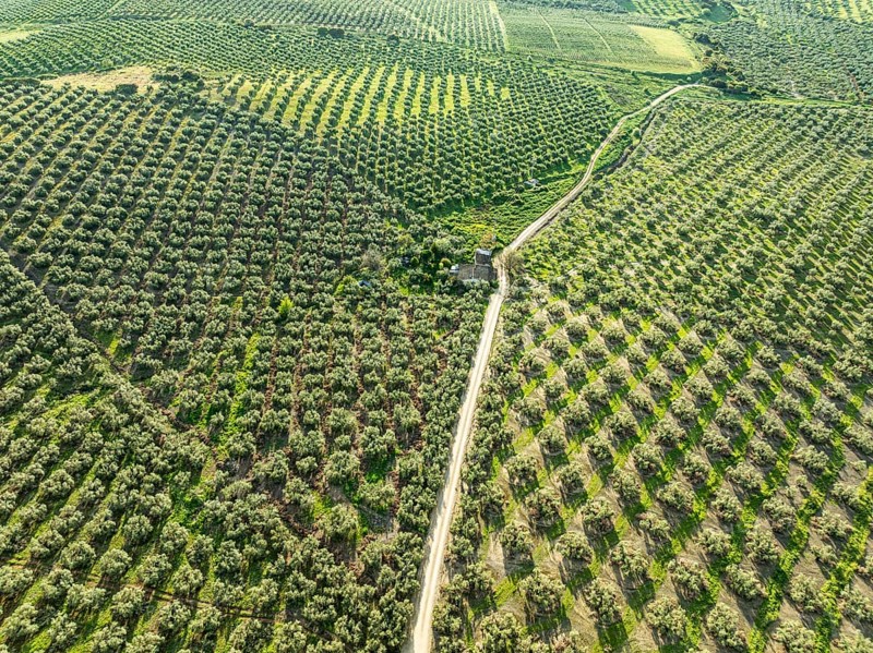 Fields of olive trees, trees planted in rows, aerial view, near village Cabra, Andalusia, Spain, Europe