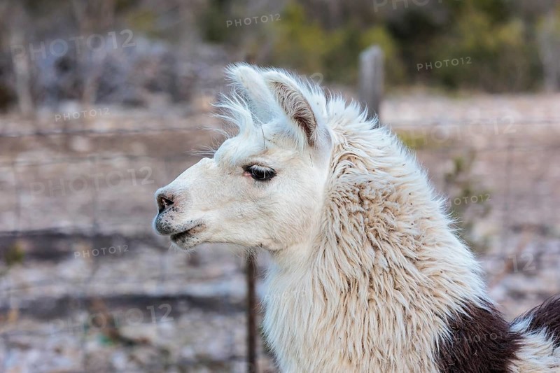 Domesticated alpaca livestock helps to protect goats from predators on a ranch in Sonora, Texas, USA, North America