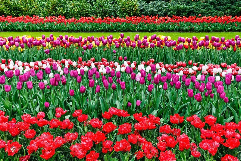 Different coloured tulips (Tulipa), colourful tulip bed, shades of red, Keukenhof gardens, Lisse, Bollenstreek, South Holland, Netherlands