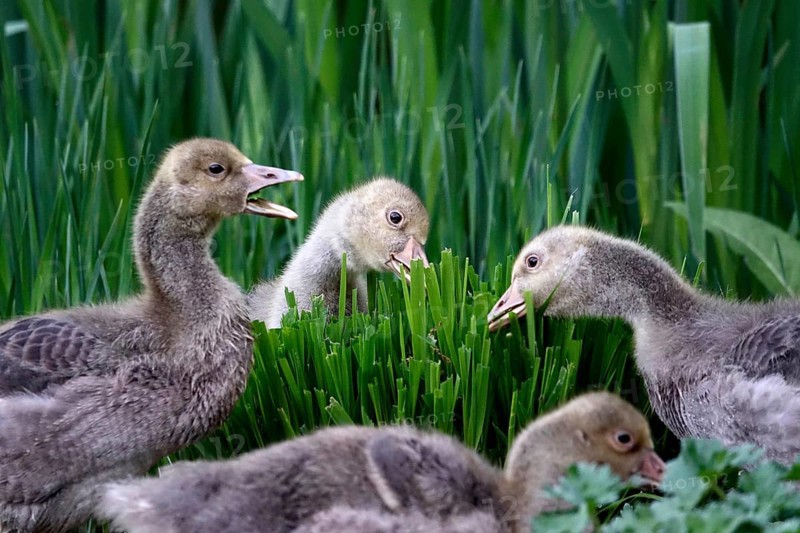 Greylag goose, chick, May, Germany, Europe