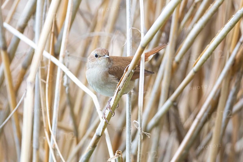 Nightingale (Luscinia megarhynchos) Germany