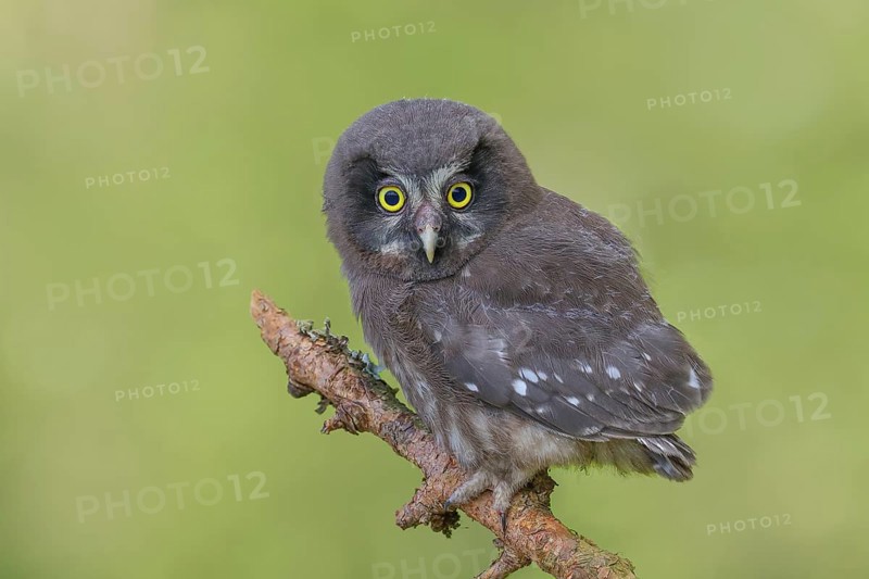 Great Horned Owl (Aegolius funereus), young bird sitting on a larch branch, wildlife, nature photography, owls, owls, Siegerland, North Rhine-Westphalia, Germany, Europe