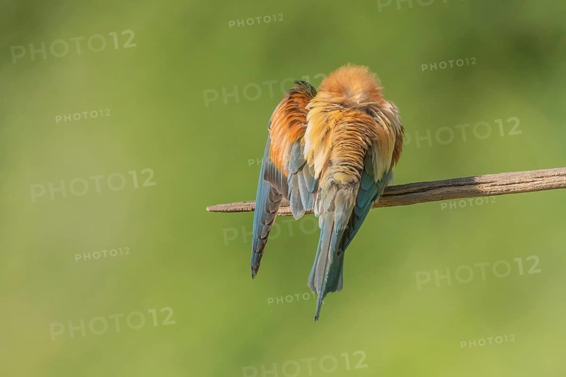 European bee-eater (Merops apiaster) on a branch during the breeding season in spring. Jechtingen, Emmendingen, Kaiserstuhl, Freiburg im Breisgau, Baden-Württemberg, Germany, Europe
