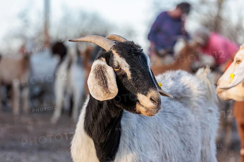 Domesticated goat livestock raised for meat producion on a ranch in Sonora, Texas, USA, North America