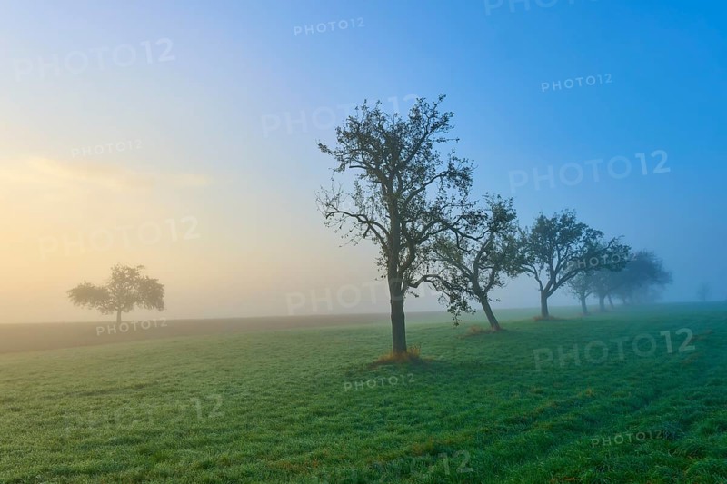 Row of fruit trees in the fog at sunrise over a green field, autumnal calm, Mönchberg, Miltenberg, Spessart, Bavaria, Germany, Europe