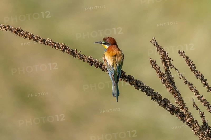European bee-eater (Merops apiaster) on a branch during the breeding season in spring. Jechtingen, Emmendingen, Kaiserstuhl, Freiburg im Breisgau, Baden-Württemberg, Germany, Europe