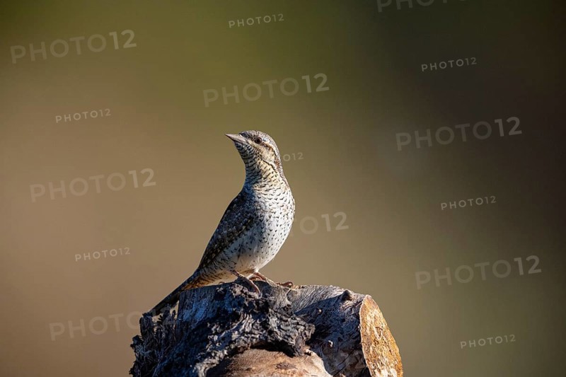 Eurasian wryneck (Jynx torquilla) Germany