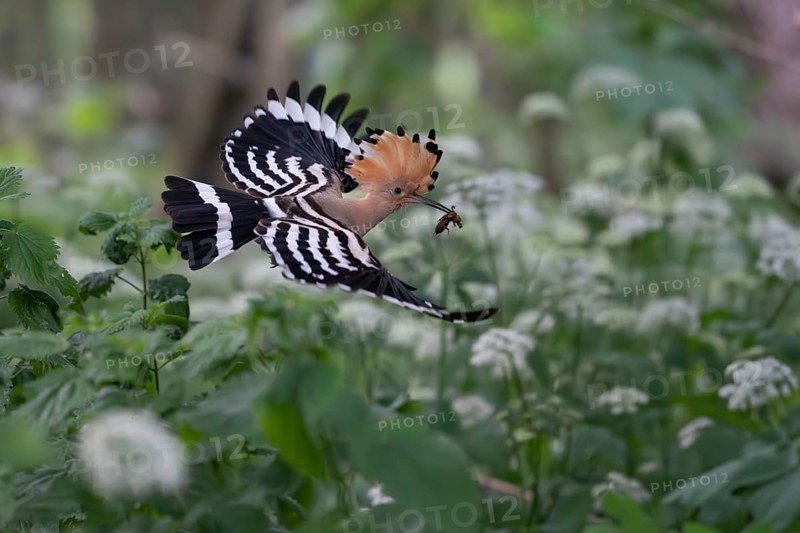 Hoopoe (Upupa epops) in flight with captured mole cricket, Upper Spreewald, Brandenburg, Germany, Europe