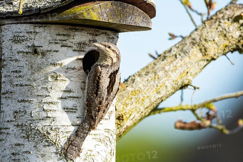 Eurasian wryneck (Jynx torquilla) Germany