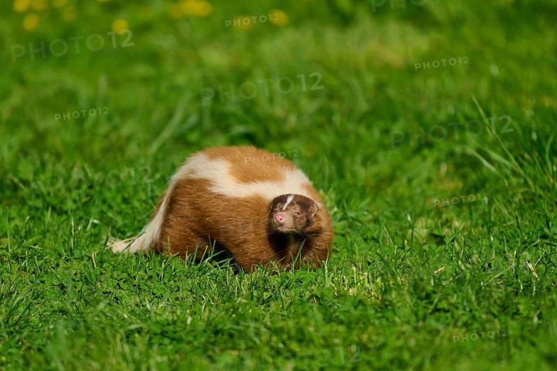 A skunk (Mephitis mephitis), tilts its head and looks curiously at the meadow, France, Europe