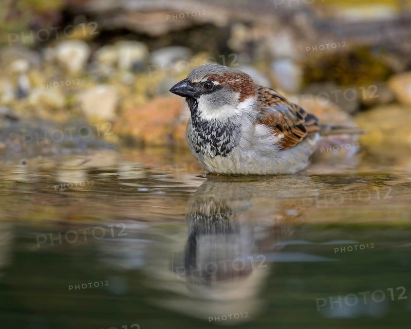 House sparrow (Passer domesticus), male bathing, biosphere reserve, Swabian Alb, Baden-Württemberg, Germany, Europe
