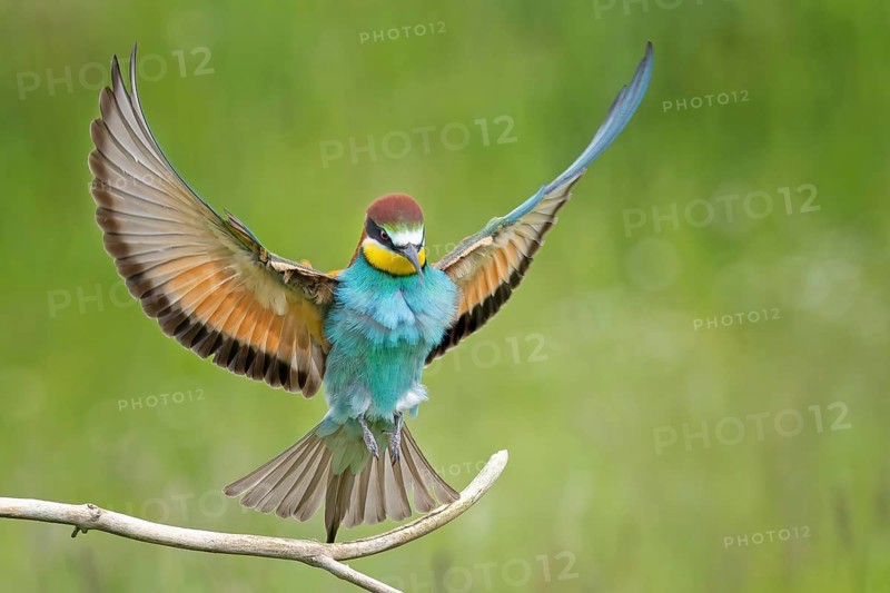 Bee-eater (Merops apiaster) newcomer to Saxony-Anhalt, blaze of colour, approaching, flying, wings spreading, sunrise, Germany, Europe