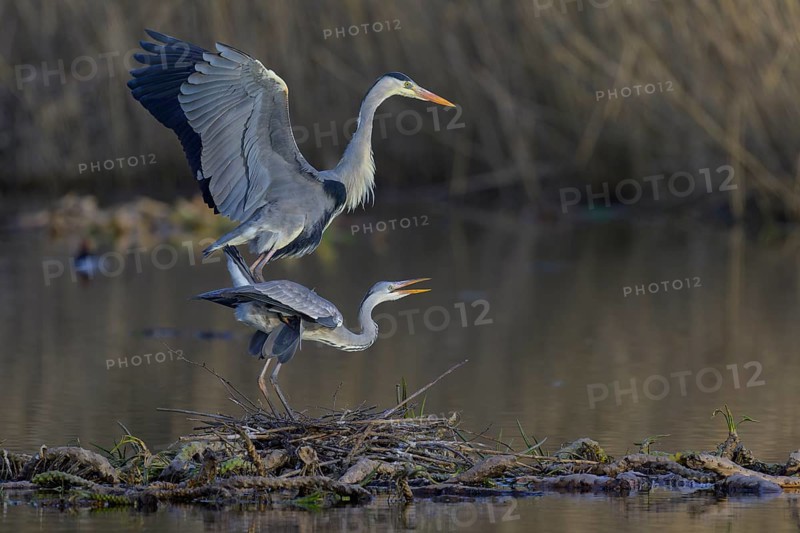 Grey heron (Ardea cinerea), adult heron and young bird copulating on a water lily root in front of reeds, Neckar valley, Baden-Württemberg, Germany, Europe
