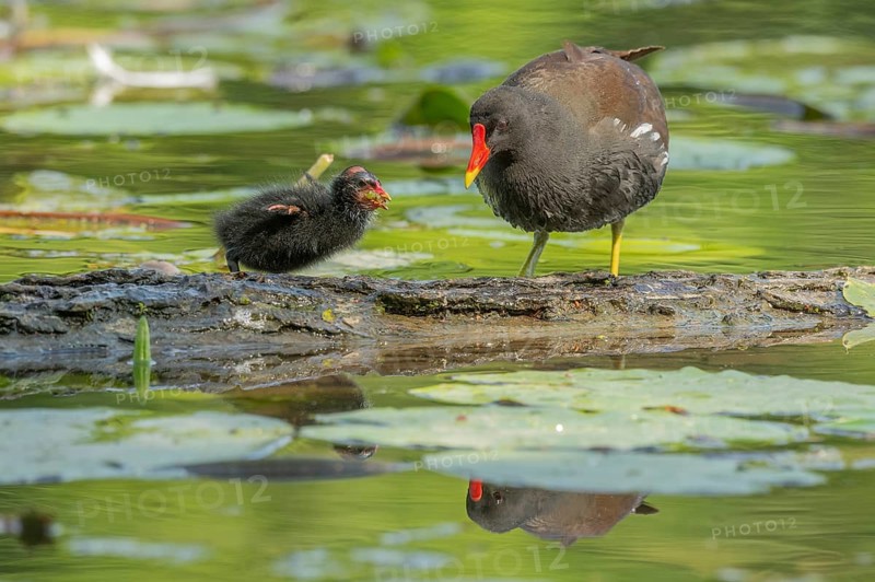 A common moorhen (Gallinula chloropus) provides food for its two-week-old young owl. Bas rhin, Alsace, grand est, France, Europe
