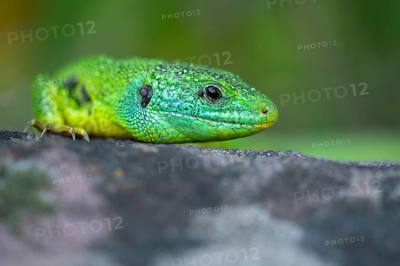 Western green lizard (Lacerta bilineata), animal portrait, resting on a stone of a dry stone wall, Neckar valley, Baden-Württemberg, Germany, Europe