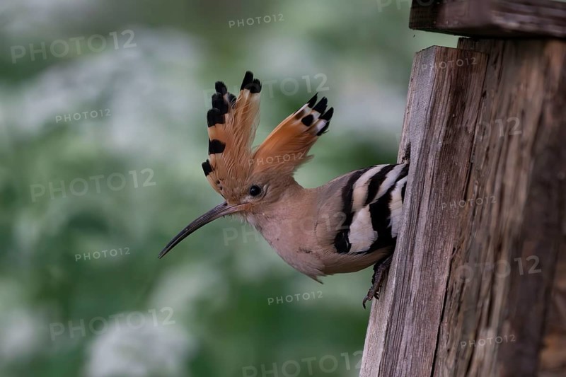Hoopoe (Upupa epops) looking out of the nesting box, Oberspreewald, Brandenburg, Germany, Europe