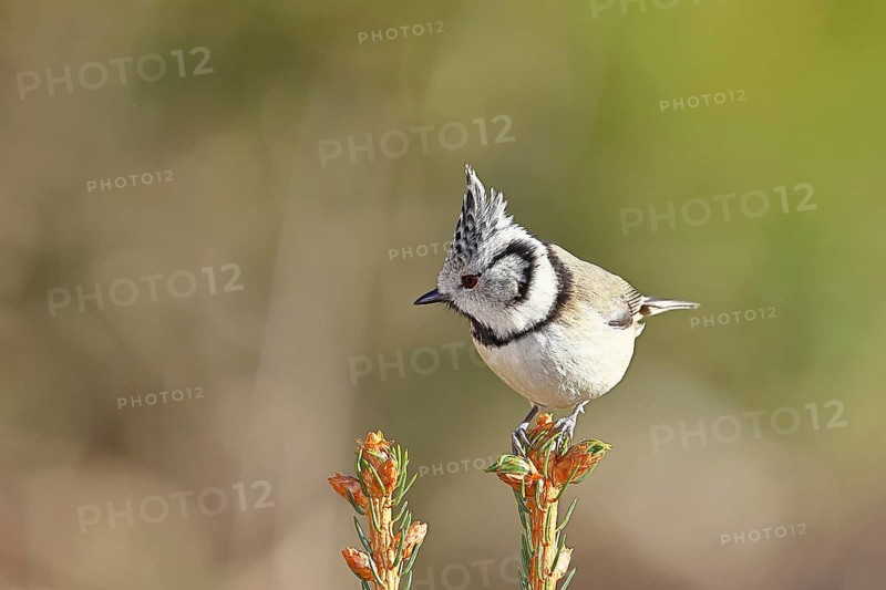 Crested Tit (Lophophanes scalloped ribbonfish), sitting on the top of a young spruce, European spruce (Picea abies), Wilnsdorf, North Rhine-Westphalia, Germany, Europe