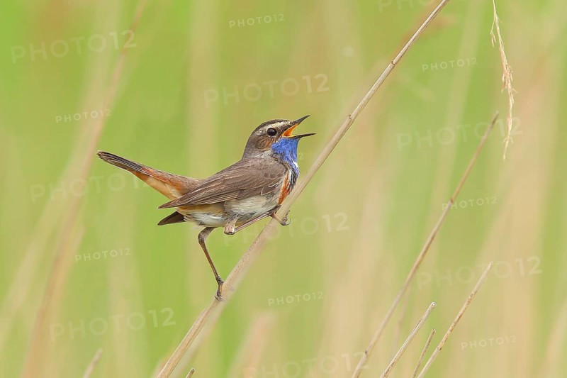 White-starred bluethroat (Luscinia svecica cyanecula), mating male on a reed, wildlife, nature photography, songbird, Lauwersmeer National Park, Netherlands