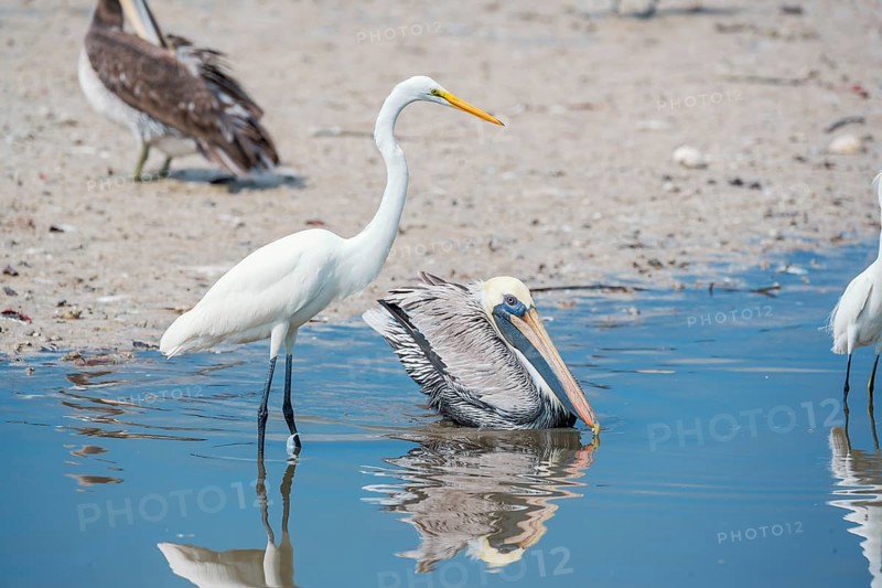Brown pelican (Pelecanus occidentalis) and Great white egret (Ardea alba) catching fish, Sanibel Island, J.N. Ding Darling National Wildlife Refuge, Florida, USA, North America