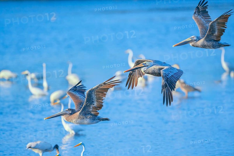 Brown pelicans (Pelecanus occidentalis) in flight, Sanibel Island, J.N. Ding Darling National Wildlife Refuge Florida, USA, North America