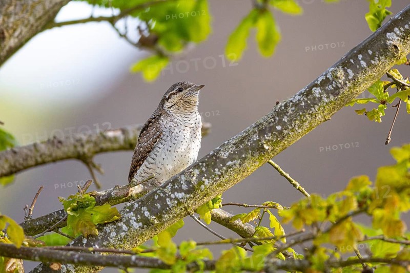 Eurasian wryneck (Jynx torquilla) Germany