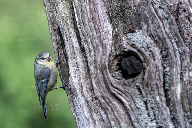 Blue tit (Parus caerulea), Emsland, Lower Saxony, Germany, Europe