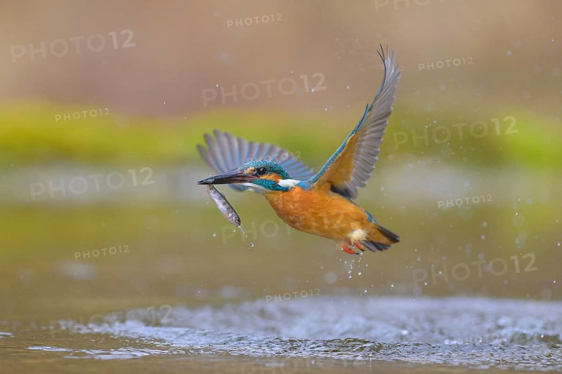 Kingfisher (Alcedo atthis), taking off from the water with a fish in its beak, Lechauen, Bavaria