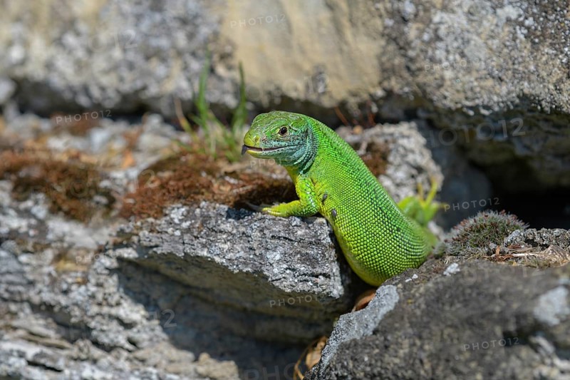 Western green lizard (Lacerta bilineata), resting on a stone of a dry stone wall, Neckar valley, Baden-Württemberg, Germany, Europe