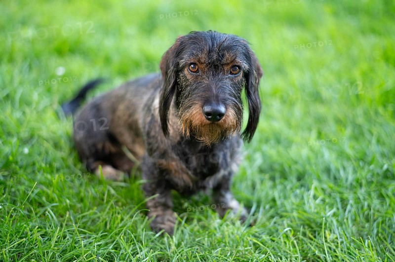 Rough-haired dachshund (Canis lupus familiaris) male, 4 years old, animal portrait, sitting on a meadow, Stuttgart, Baden-Württemberg, Germany, Europe