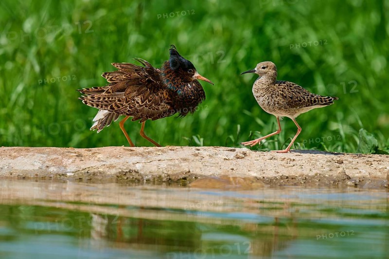 Ruff (Philomachus pugnax), male and female during the breeding season, on a rock by a body of water, one with erect plumage, France, Europe
