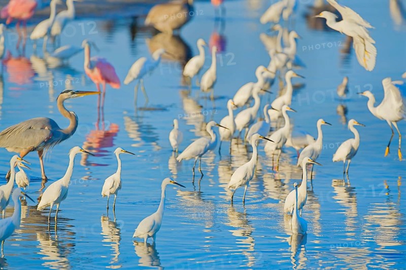Group of Snowy Egret (Egretta thula), Roseate Spoonbills (Platalea ajaja) and Great blue heron (Ardea herodias) looking for food, Sanibel Island, J.N. Ding Darling National Wildlife Refuge, Florida, USA, North America