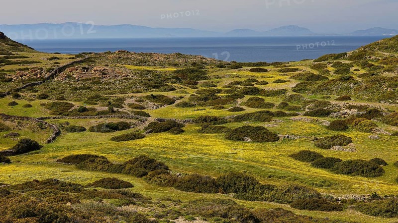 Wide grassy landscape with yellow flowers on hills, sea and islands in the background, Livadi Kalogiron, Patmos, Dodecanese, Greek Islands, Greece, Europe