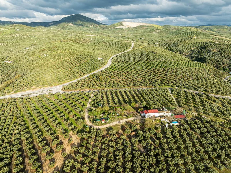 Fields of olive trees, trees planted in rows, aerial view, near village Cabra, Andalusia, Spain, Europe